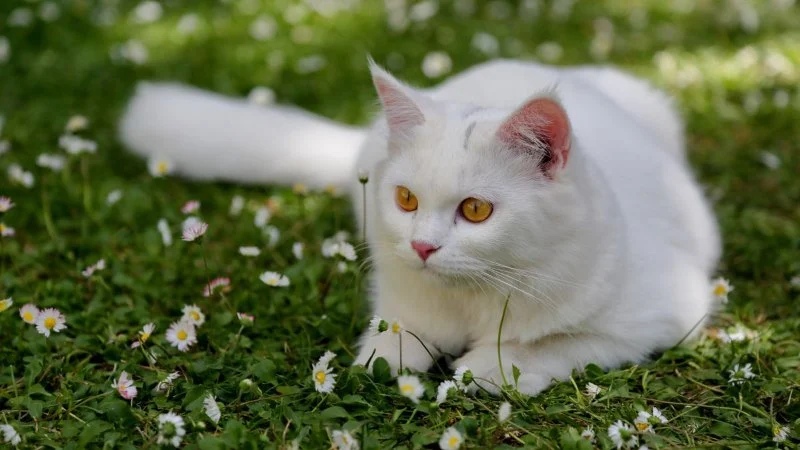 The Top 10 Most Energetic Kitten Breeds
