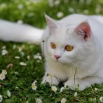 The Top 10 Most Energetic Kitten Breeds
