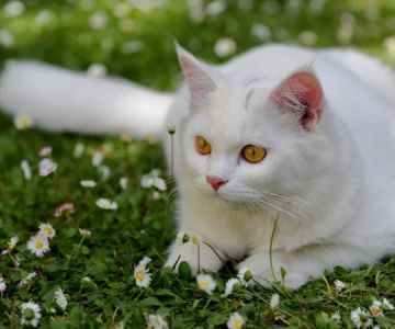 The Top 10 Most Energetic Kitten Breeds