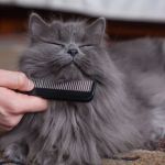 How to Tell if Your Kitten Will Have Long or Short Hair