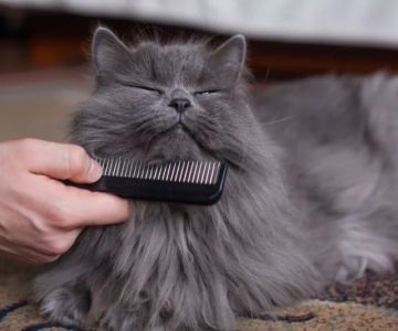 How to Tell if Your Kitten Will Have Long or Short Hair