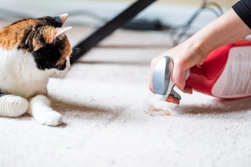 The Best Deterrent Sprays for Furniture and Carpets