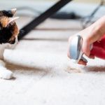 The Best Deterrent Sprays for Furniture and Carpets