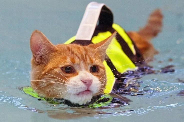 The Best Life Jacket for a Kitten in a Pool