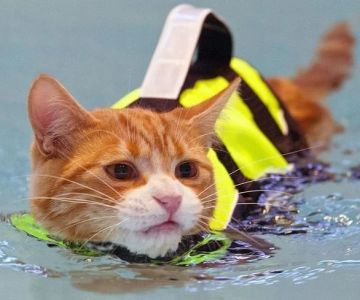The Best Life Jacket for a Kitten in a Pool