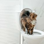 How to Train Your Cat to Use a Human Toilet (Step-by-Step)