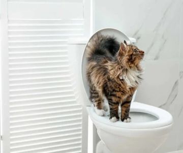 How to Train Your Cat to Use a Human Toilet (Step-by-Step)