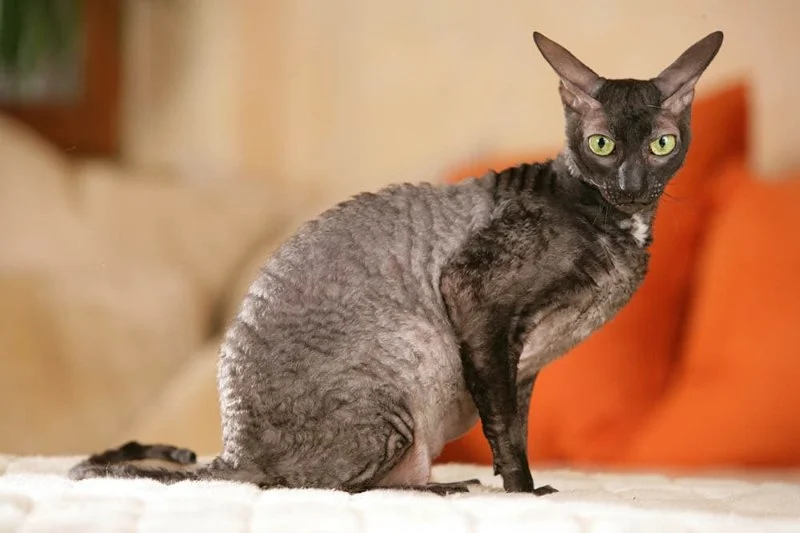 The Best Diet for a Cornish Rex Kitten's Curly Coat