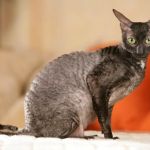 The Best Diet for a Cornish Rex Kitten's Curly Coat