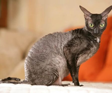 The Best Diet for a Cornish Rex Kitten's Curly Coat