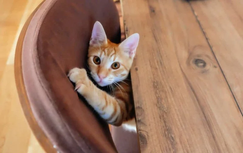 How to Stop a Kitten from Scratching the Walls - Tips & Solutions