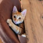 How to Stop a Kitten from Scratching the Walls - Tips & Solutions