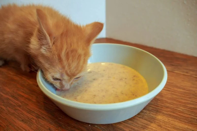 The Best Weaning Foods for Kittens Transitioning from Milk