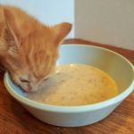 The Best Weaning Foods for Kittens Transitioning from Milk
