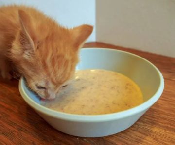 The Best Weaning Foods for Kittens Transitioning from Milk