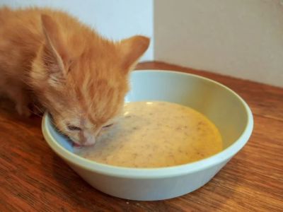 The Best Weaning Foods for Kittens Transitioning from Milk