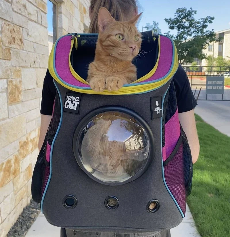 How to Introduce Your Kitten to a Cat Backpack