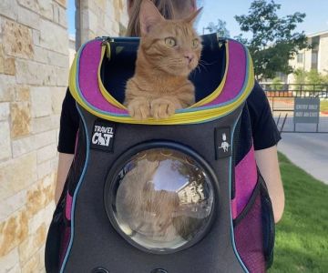 How to Introduce Your Kitten to a Cat Backpack