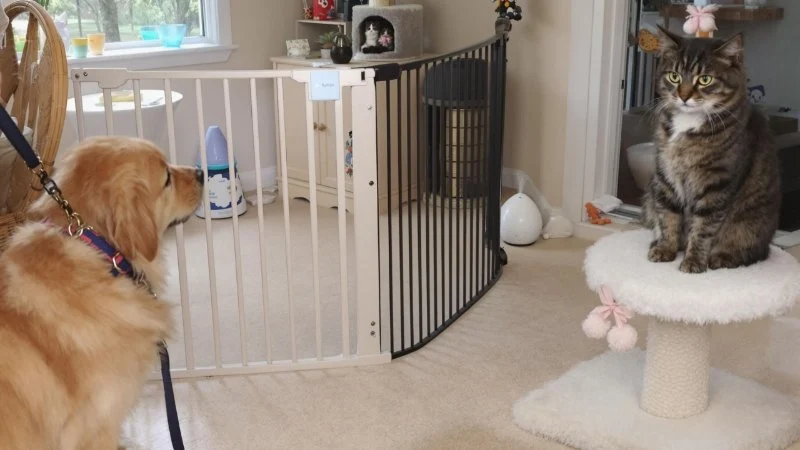 How to Introduce Your Kitten to a New Home with Dogs