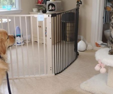 How to Introduce Your Kitten to a New Home with Dogs