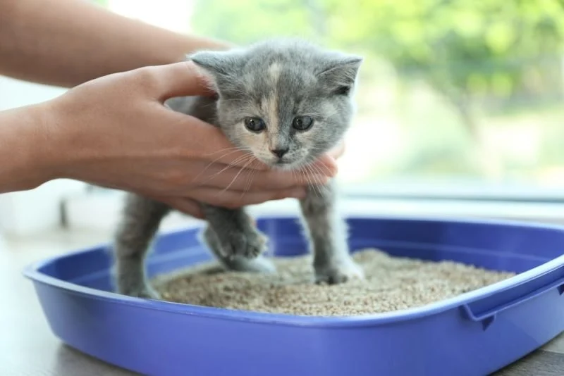 How to Train Your Kitten to Use a Flushable Litter Box
