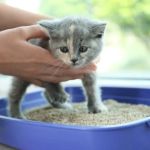How to Train Your Kitten to Use a Flushable Litter Box