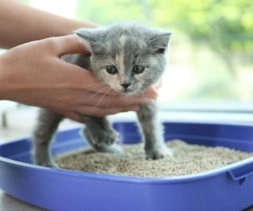 How to Train Your Kitten to Use a Flushable Litter Box