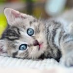 The Complete Kitten Care Guide: From Birth to One Year