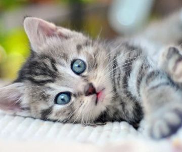The Complete Kitten Care Guide: From Birth to One Year