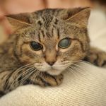 How to Tell if Your Kitten is Blind: Signs and Tips for Pet Owners