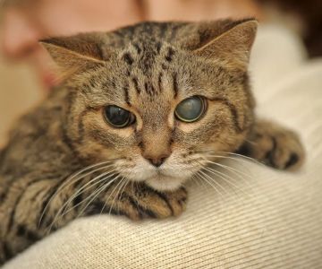 How to Tell if Your Kitten is Blind: Signs and Tips for Pet Owners