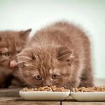 The Best Diet for a Tonkinese Kitten's Energy