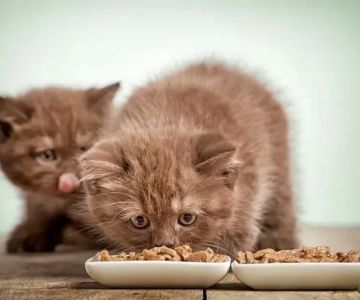 The Best Diet for a Tonkinese Kitten's Energy