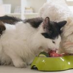 The Economic Impact of the Pet Industry in the US