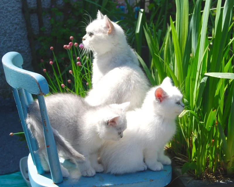 The Science of a Kitten's Immune System Development: A Deep Dive into Kitten Health