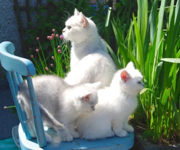 The Science of a Kitten's Immune System Development: A Deep Dive into Kitten Health