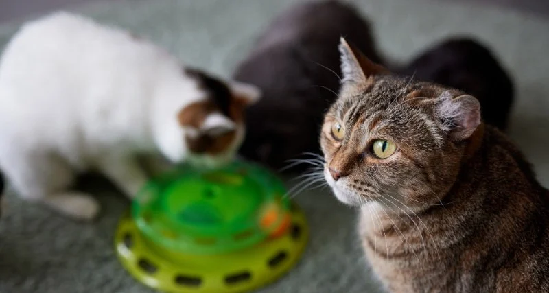 Understanding Kitten Neutering and Spaying: Best Age for Your Pet