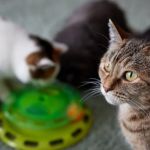 Understanding Kitten Neutering and Spaying: Best Age for Your Pet