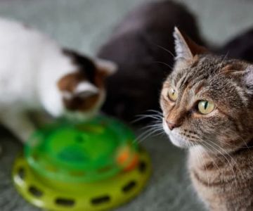 Understanding Kitten Neutering and Spaying: Best Age for Your Pet