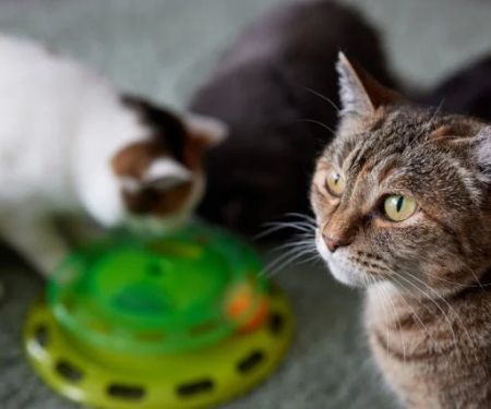 Understanding Kitten Neutering and Spaying: Best Age for Your Pet