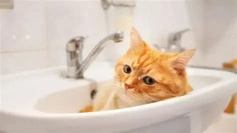 Why Does My Cat Sleep in the Sink or Bathtub? Understanding Your Cat's Unique Sleeping Habits
