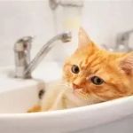 Why Does My Cat Sleep in the Sink or Bathtub? Understanding Your Cat's Unique Sleeping Habits