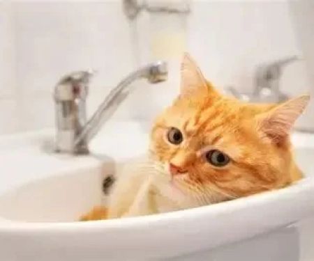 Why Does My Cat Sleep in the Sink or Bathtub? Understanding Your Cat's Unique Sleeping Habits