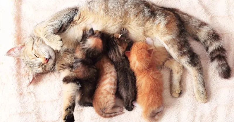 A Guide to Feline Pregnancy: From Birth to Kittens