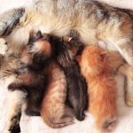 A Guide to Feline Pregnancy: From Birth to Kittens