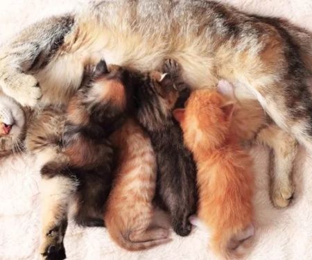 A Guide to Feline Pregnancy: From Birth to Kittens