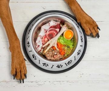 The Pros and Cons of Raw Food Diet for Dogs: An Honest Look