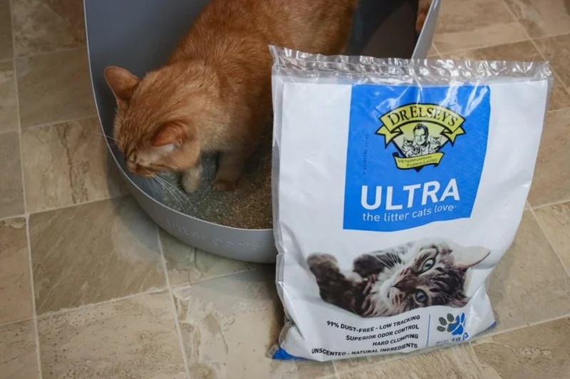 The Best Litter for Kittens with Dust Allergies