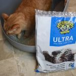 The Best Litter for Kittens with Dust Allergies
