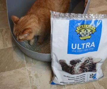 The Best Litter for Kittens with Dust Allergies